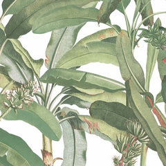 Tropical Banana Plant Wallpaper