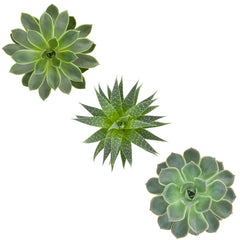 Trio of Succulents in green  - Vinyl wall stickers