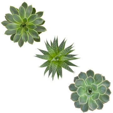 Trio of Succulents in green  - Vinyl wall stickers