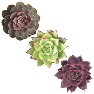 Trio of Succulents in red hues  - Vinyl wall stickers